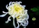【古風(fēng)詩詞】菊花 文/燚冰