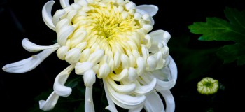 【古風詩詞】菊花 文/燚冰