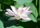 【網(wǎng)絡(luò)投稿】現(xiàn)代詩歌 露凝眸 -《問蓮》