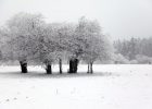 【網(wǎng)絡(luò)投稿】雪之夢 文/燚冰