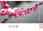 【網絡投稿】花慕·傲 文/文心惟木
