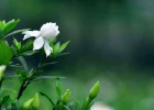 桅子花的季節(jié) （雪蓮文字）