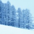 冬之夢(mèng)/雪蓮