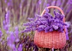 【古風(fēng)詩(shī)詞】薰衣草（三首）