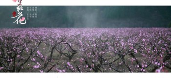 【優美散文】十里桃花 /雪蓮