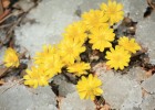 【古典詩(shī)詞】山中訪(fǎng)冰凌花