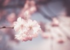 【散文隨筆】三月你好