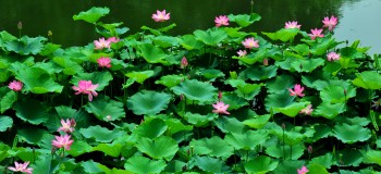 臨江仙·夏荷